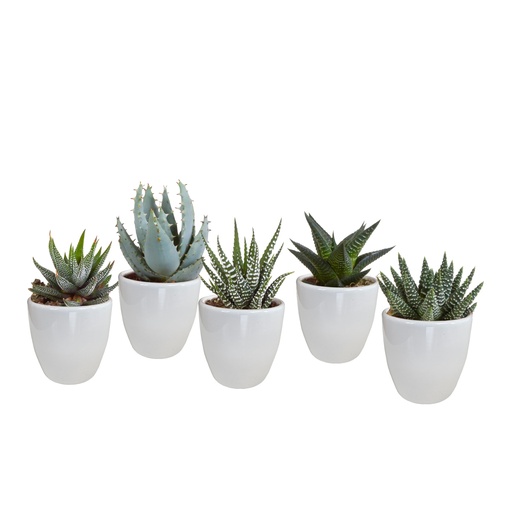 "Gasterie (Gasteria bicolor) – pflegeleichte Zimmerpflanze, Höhe ca. 5,5 cm image"