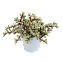 Portulacaria afra Variegata 10,5cm - in witte pot