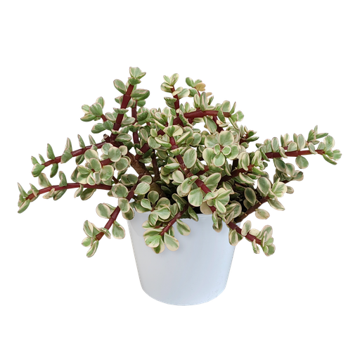 "Portulacaria afra Variegata 10,5cm - in witte pot image"