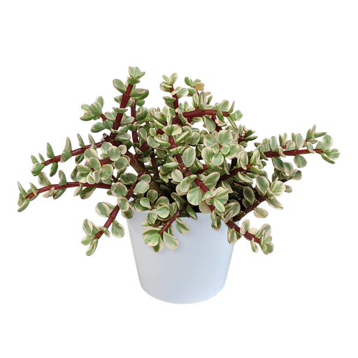 "Speckbaum (Portulacaria afra) – pflegeleichte Zimmerpflanze, Höhe ca. 10,5 cm image"