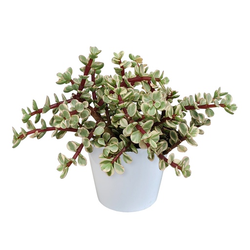 "Speckbaum 'Variegata' (Portulacaria afra) – pflegeleichte Zimmerpflanze, im weißen Topf image"