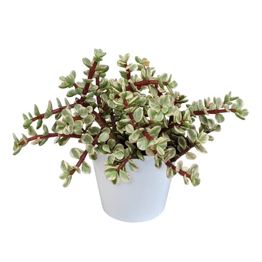 "Speckbaum 'Variegata' (Portulacaria afra) – pflegeleichte Zimmerpflanze, im weißen Topf image"