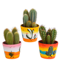 Cereus-Mischung 10,5 cm - 3x - in Mexicaanse pot