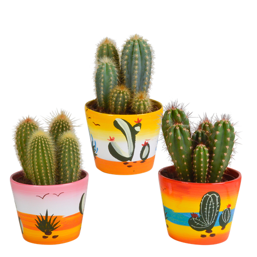 "Cereus-Mischung 10,5 cm - 3x - in Mexicaanse pot image"