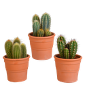 Cereus-Mischung 10,5 cm - 3x - in terracotta pot