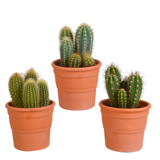 "Cereus-Mischung 10,5 cm - 3x - in terracotta pot image"