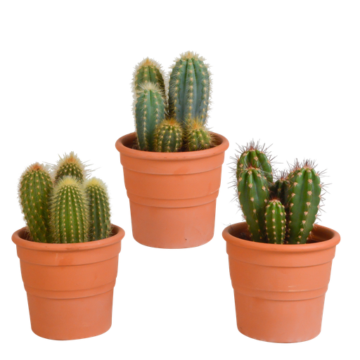 "Cereus-Mischung (Cereus-mischung 10,5) – pflegeleichte Zimmerpflanze, Höhe ca. 10,5 cm image"