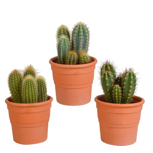 "Säulenkakteen-Mix (Cereus) 3er-Set – pflegeleichte Zimmerpflanzen, Topf-Ø 10,5 cm, im Terrakotta-Topf image"