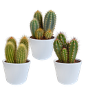 Cereus-Mischung 10,5 cm - 3x - in witte pot