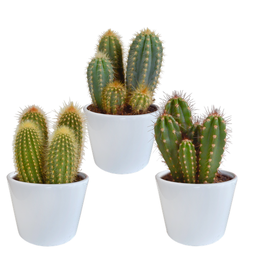 "Cereus-Mischung 10,5 cm - 3x - in witte pot image"