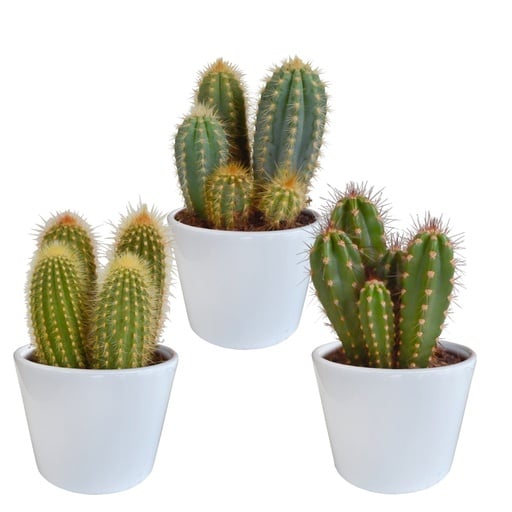 "Säulenkakteen-Mix (Cereus) 3er-Set – pflegeleichte Zimmerpflanzen, Topf-Ø 10,5 cm, im weißen Topf image"