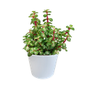 Portulacaria afra mediopicta 10,5cm - in witte pot