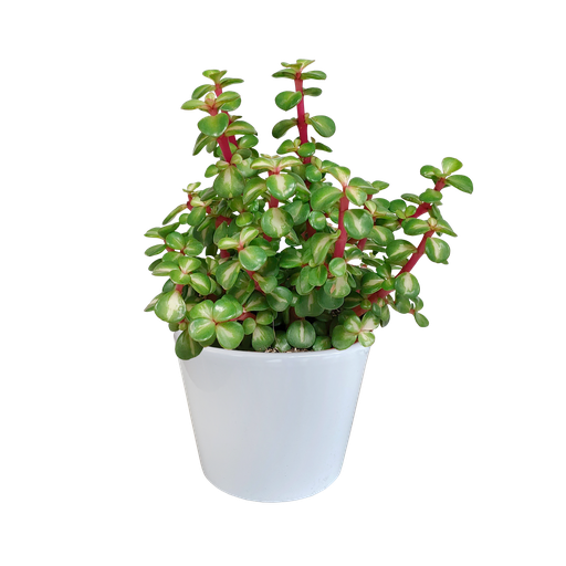 "Portulacaria afra mediopicta 10,5cm - in witte pot image"