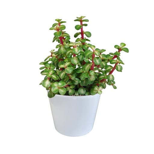 "Speckbaum (Portulacaria afra) – pflegeleichte Zimmerpflanze, im weißen Topf image"
