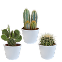 Kakteenmischung 10,5 cm - 3x - in witte pot