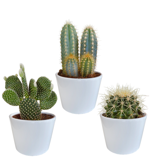 "Kakteenmischung 10,5 cm - 3x - in witte pot image"