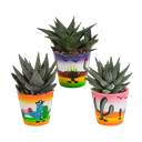 Gasteria/Haworthia-Mischung 8,5cm - 3x - in Mexicaanse pot