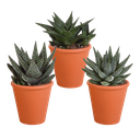 Gasteria/Haworthia-Mischung 8,5cm - 3x - in terracotta pot