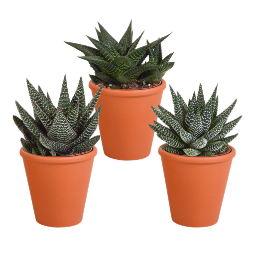 "Gasteria/Haworthia-Mischung 8,5cm - 3x - in terracotta pot image"