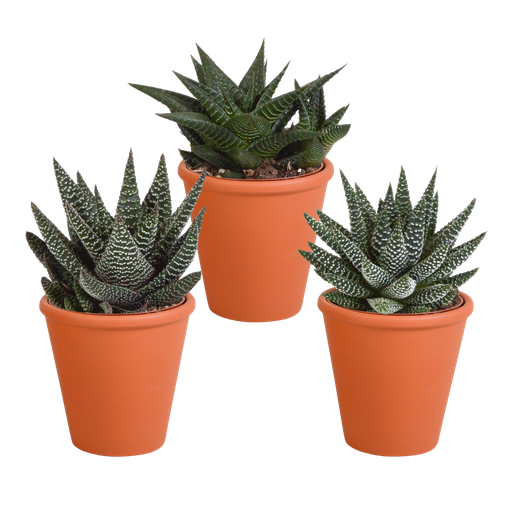 "Gasterie (Gasteria bicolor) – pflegeleichte Zimmerpflanze, Höhe ca. 8,5 cm image"