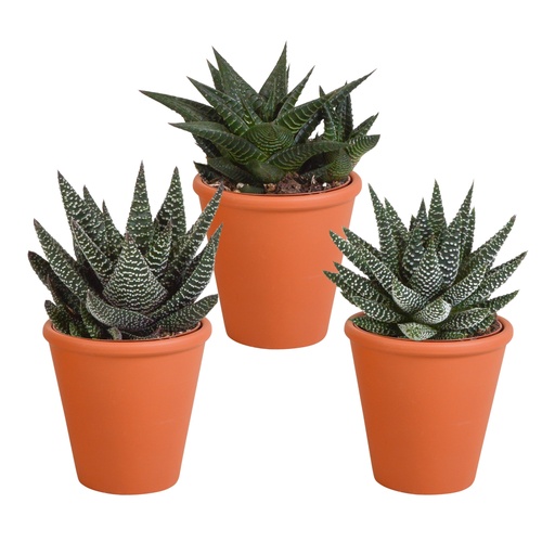 "Gasterie (Gasteria bicolor) – pflegeleichte Zimmerpflanze, Höhe ca. 8,5 cm image"