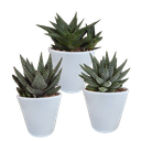 Gasteria/Haworthia-Mischung 8,5cm - 3x - in witte pot