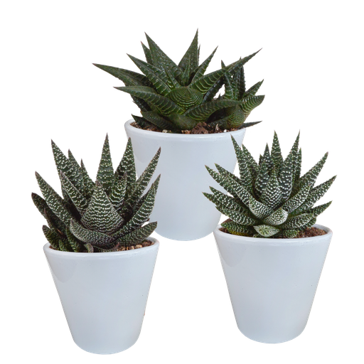 "Gasteria/Haworthia-Mischung 8,5cm - 3x - in witte pot image"