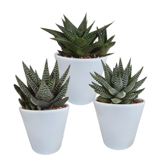 "Gasterie (Gasteria bicolor) – pflegeleichte Zimmerpflanze, Höhe ca. 8,5 cm image"