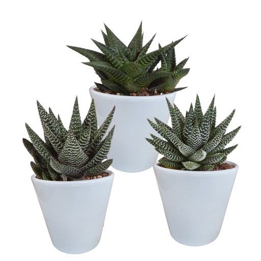 "Gasterie (Gasteria bicolor) – pflegeleichte Zimmerpflanze, Höhe ca. 8,5 cm image"