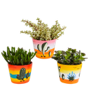 Crassula-Mischung 10,5 cm - 3x - in Mexicaanse pot