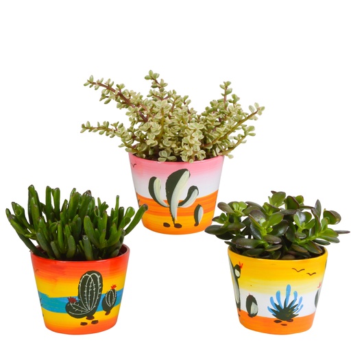 "Dickblatt-Mix (Crassula) 3er-Set – pflegeleichte Zimmerpflanzen, Topf-Ø 10,5 cm, im mexikanischen Topf image"