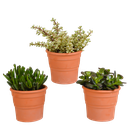 Crassula-Mischung 10,5 cm - 3x - in terracotta pot