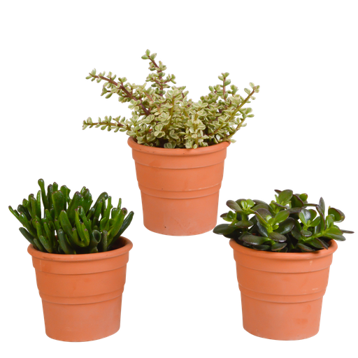 "Crassula-Mischung 10,5 cm - 3x - in terracotta pot image"