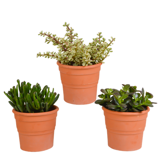 "Dickblatt (Crassula-mischung 10,5) – pflegeleichte Zimmerpflanze, Höhe ca. 10,5 cm image"