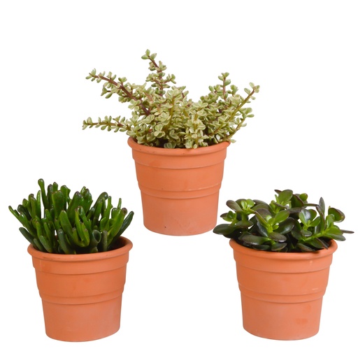 "Dickblatt-Mix (Crassula) 3er-Set – pflegeleichte Zimmerpflanzen, Topf-Ø 10,5 cm, im Terrakotta-Topf image"