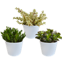 Crassula-Mischung 10,5 cm - 3x - in witte pot