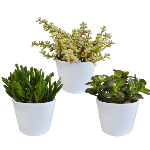 "Crassula-Mischung 10,5 cm - 3x - in witte pot image"