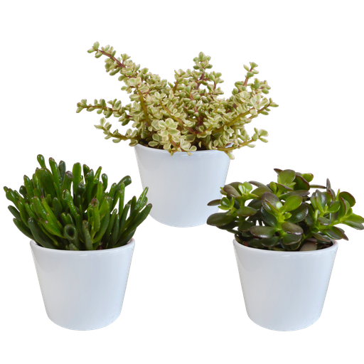 "Dickblatt (Crassula-mischung 10,5) – pflegeleichte Zimmerpflanze, Höhe ca. 10,5 cm image"