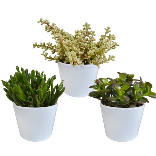 "Dickblatt-Mix (Crassula) 3er-Set – pflegeleichte Zimmerpflanzen, Topf-Ø 10,5 cm, im weißen Topf image"