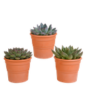 Echeveria-Mix 10,5 cm - 3x - in terracotta pot