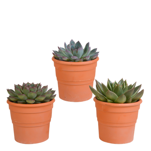 "Echeveria-Mix 10,5 cm - 3x - in terracotta pot image"