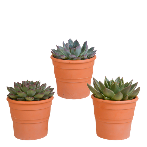 "Echeveria-Mix 10,5 cm - 3x - im Terracotta-Übertopf image"