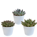 Echeveria-Mix 10,5 cm - 3x - in witte pot