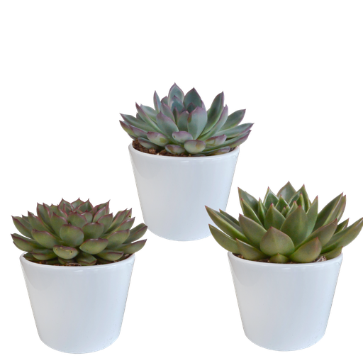 "Echeveria-Mix 10,5 cm - 3x - in witte pot image"