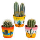  Kakteenmischung 8,5 cm - 3x - in Mexicaanse pot