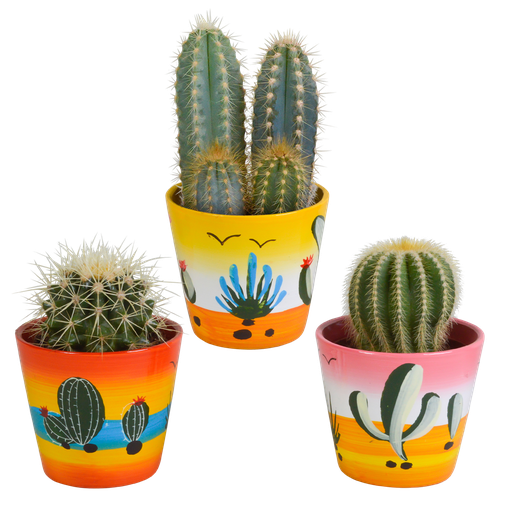 " Kakteenmischung 8,5 cm - 3x - in Mexicaanse pot image"