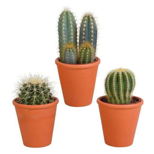 "Kakteen-Mix 3er-Set – pflegeleichte Zimmerpflanzen, Topf-Ø 8,5 cm, im Terrakotta-Topf image"