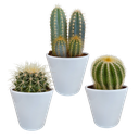  Kakteenmischung 8,5 cm - 3x - in witte pot