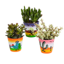 Crassula-Mix 8,5 cm - 3x - in Mexicaanse pot