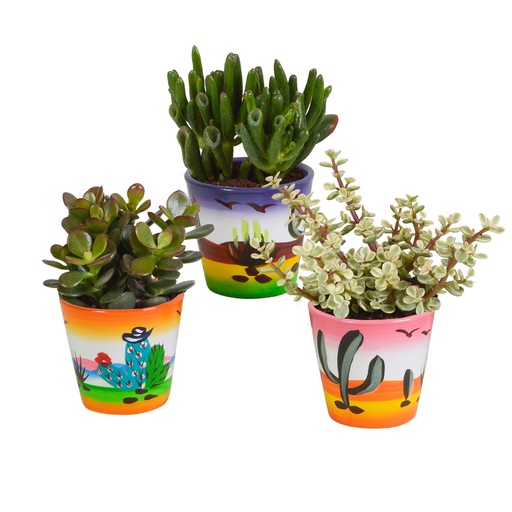 Crassula-Mix im Mexiko-Übertopf